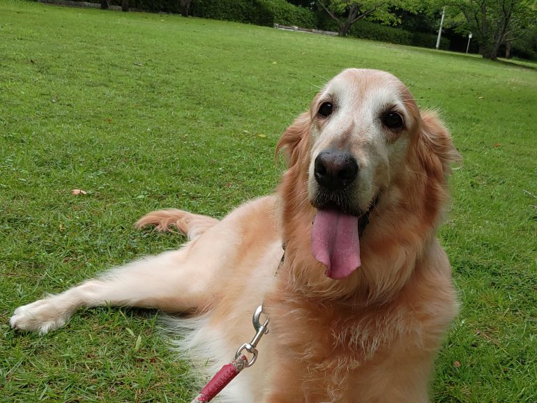 ららぽーと豊洲店|境吉彦さんの愛犬