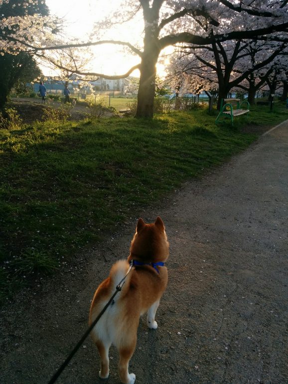 保屋野明子さんの愛犬
