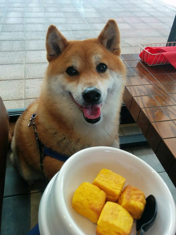 保屋野明子さんの愛犬